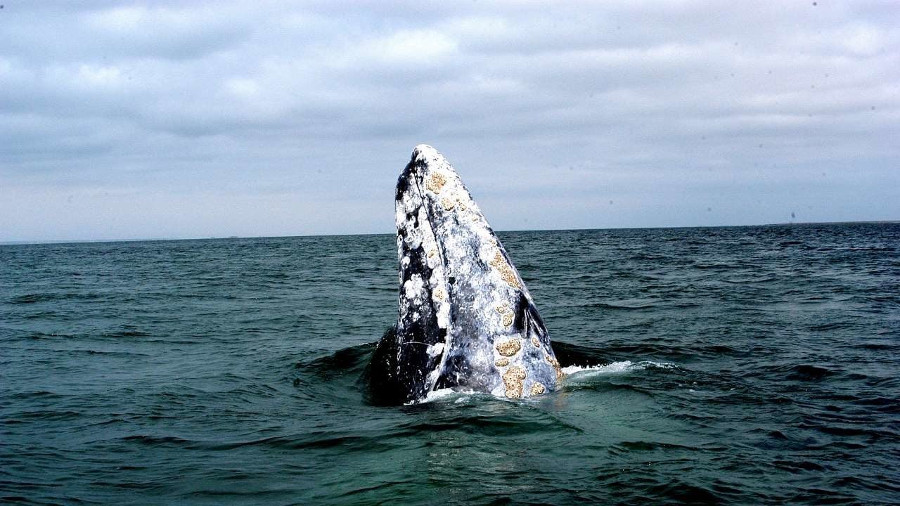 Aumentan ejemplares de ballena gris en reserva en Baja California Sur