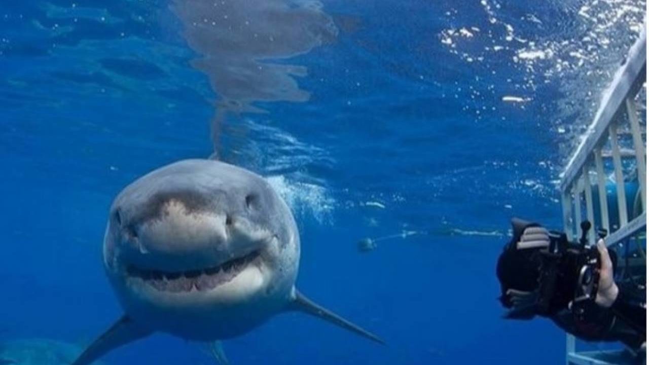 Un tercio de los tiburones conocidos podría desaparecer en los próximos años