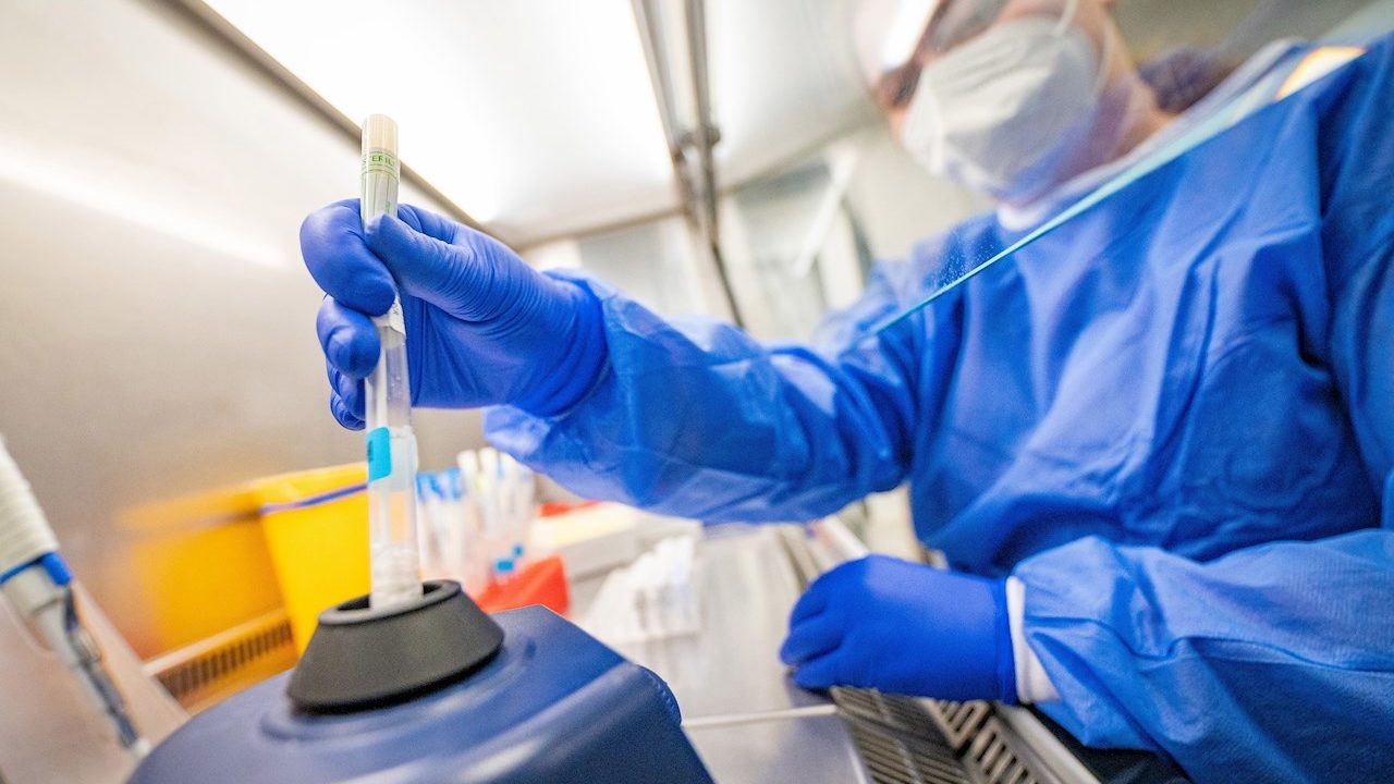 Humanos transmiten más virus a los animales que, al contrario: estudio