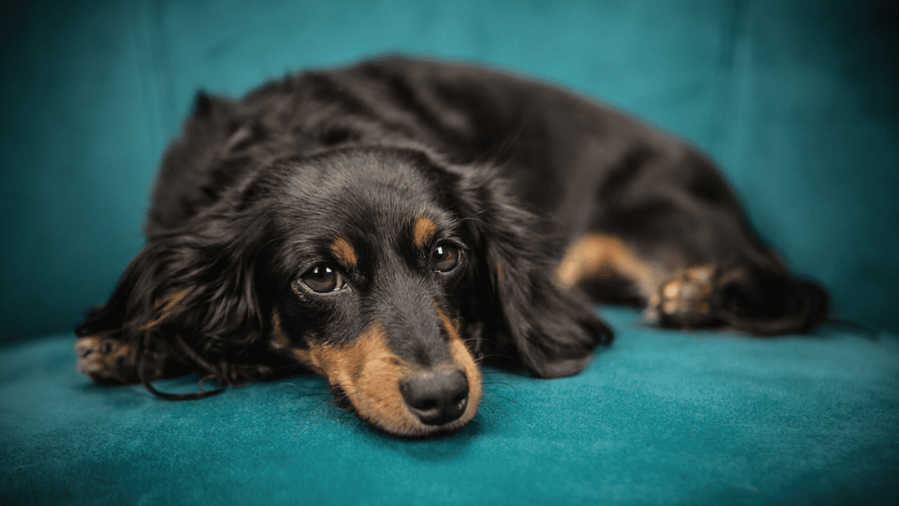 El cerebro de los perros puede distinguir entre diversos idiomas: estudio