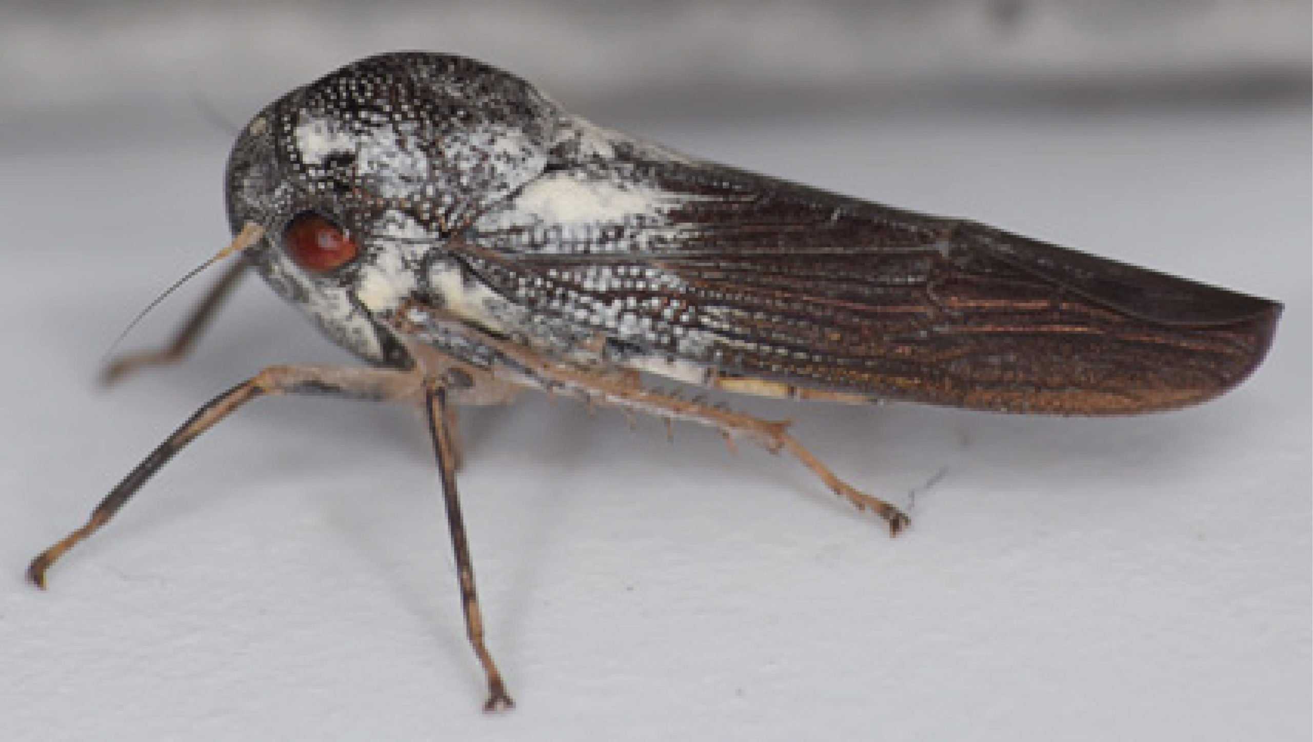 Descubren nueva y rara especie de insecto, similar a una chicharra y mide seis centímetros