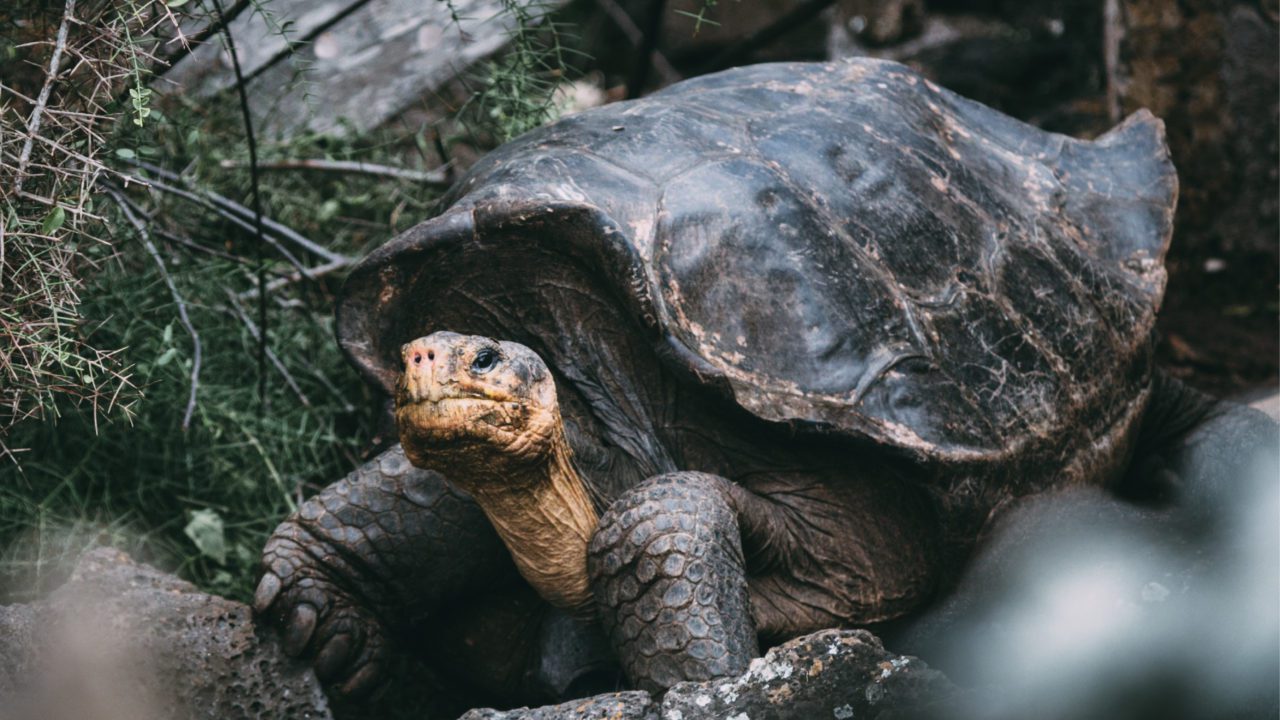 Hallan fósil de tortuga con ADN, el segundo en la historia de los vertebrados