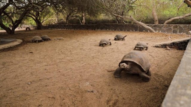 tortugas galápagos