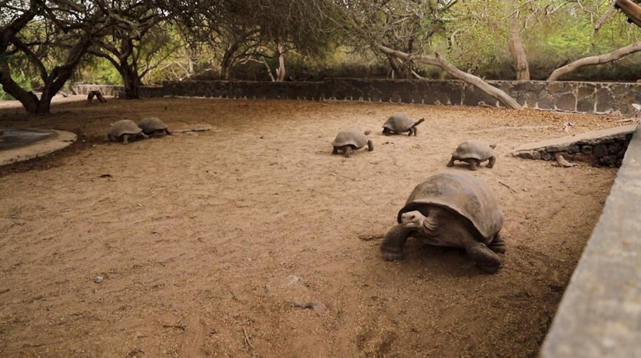 Tortugas gigantes criadas en cautiverio regresan a su hábitat en Galápagos
