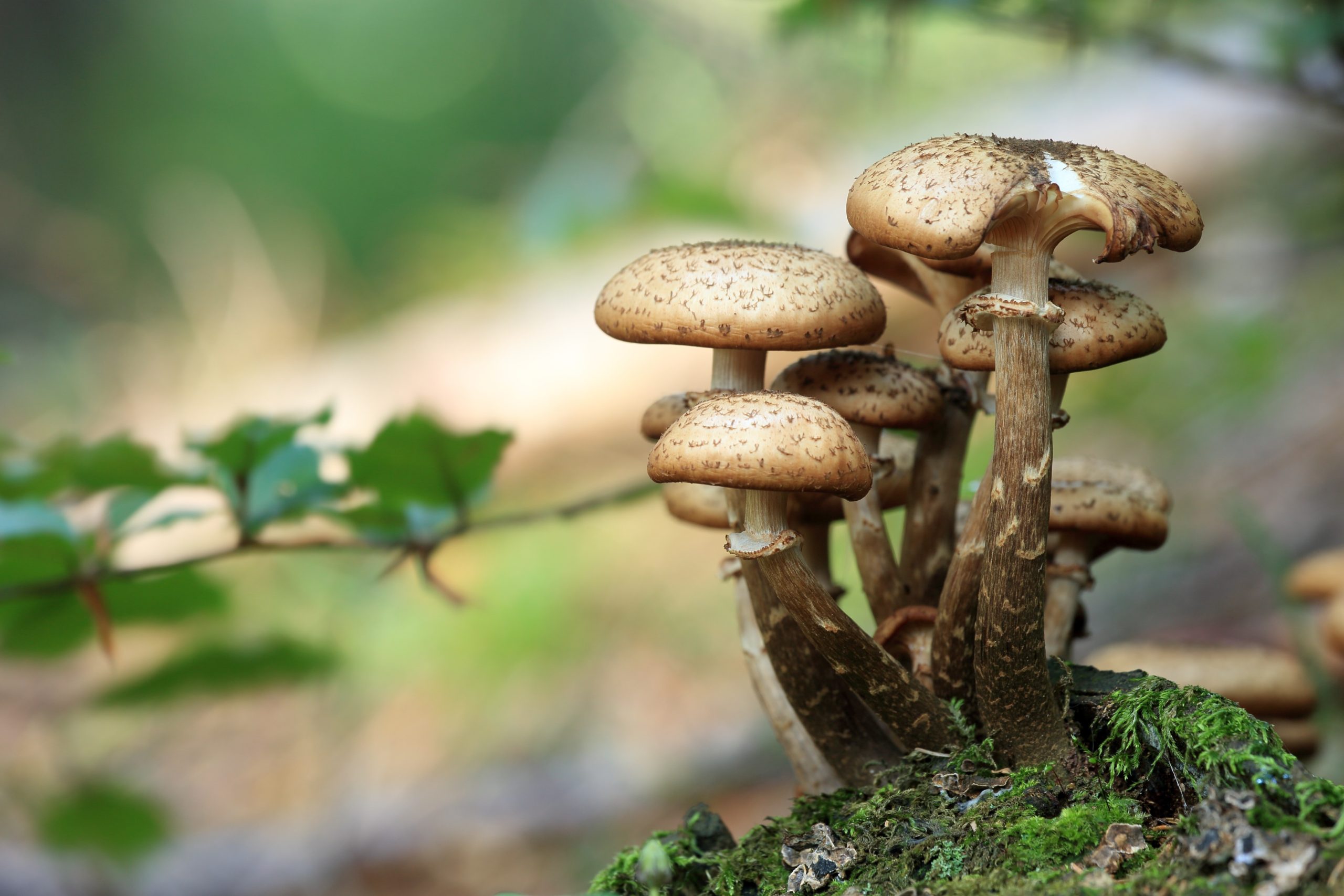 Los hongos y una lección para vivir medioambientalmente mejor