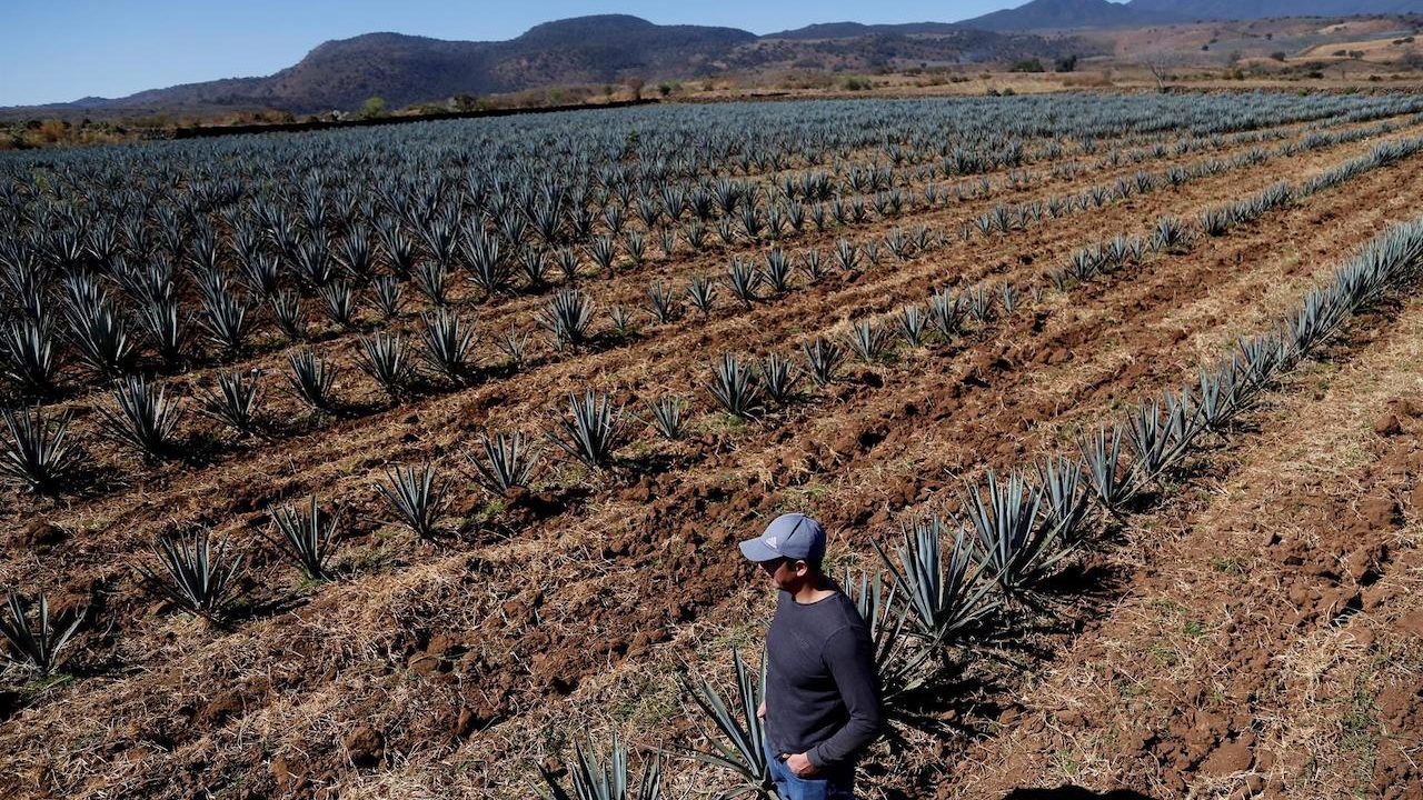 Nueva bebida reúne lo mejor del mezcal y el tequila con procesos ancestrales