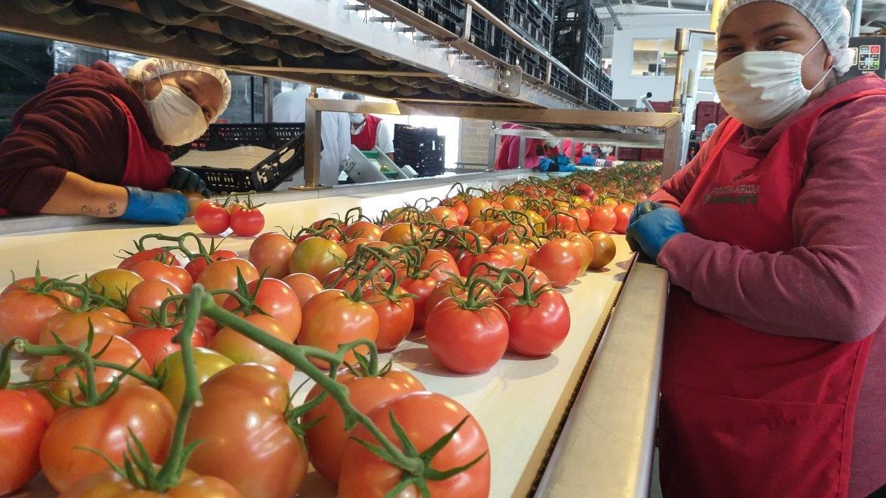 Así es el plan para que 94 mil jornaleros vayan a la escuela y a la pizca de tomate en México