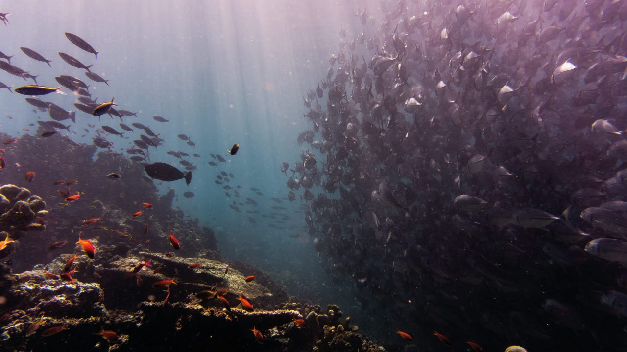 Un 10% de las especies marinas protegidas están en peligro de extinción