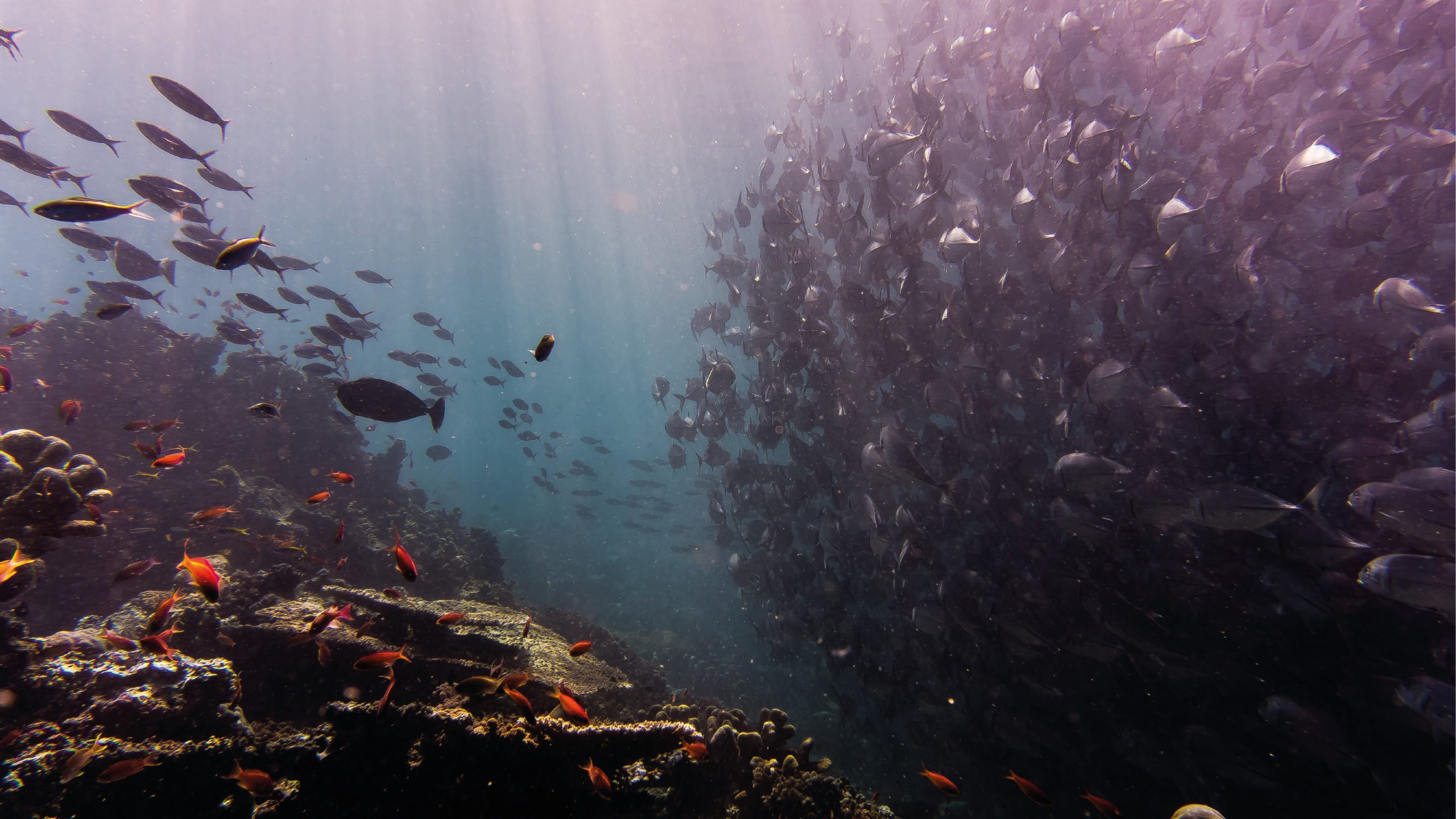 Contaminación con plásticos afecta al 88% de las especies marinas: WWF