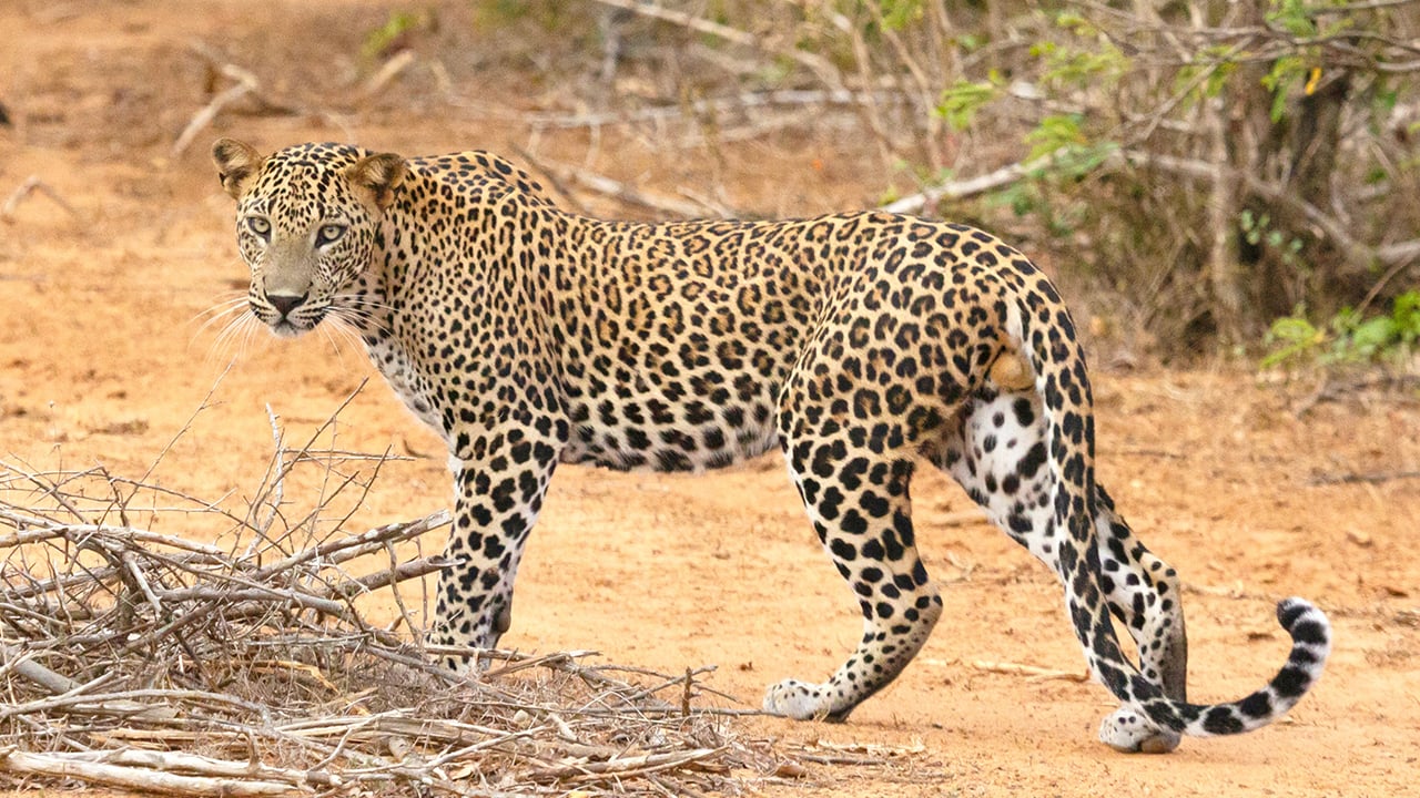 Secuencian el genoma del leopardo de Arabia, una subespecie en peligro de extinción