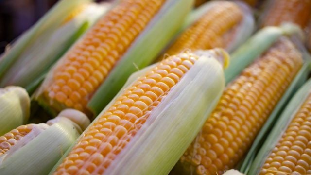 A México, tercera parte de las exportaciones de maíz amarillo estadunidense