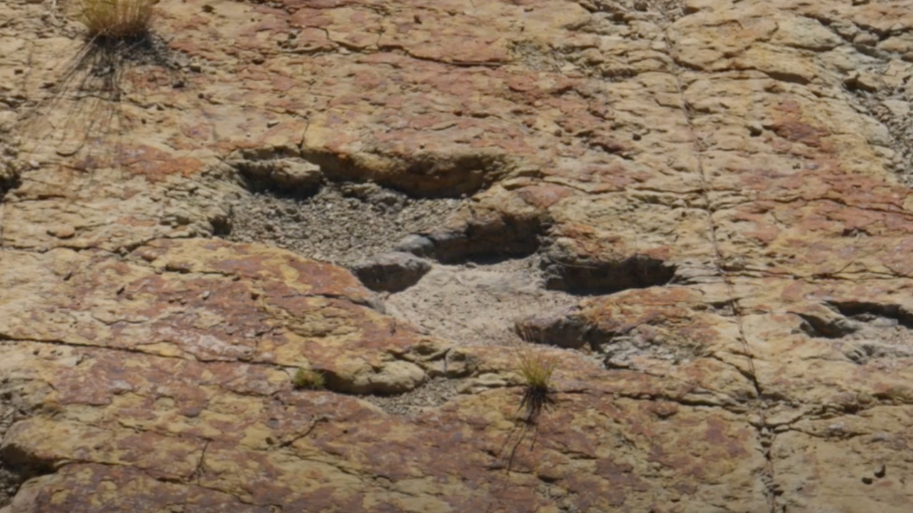 Investigadores descubren huellas de aves y dinosaurios en Coahuila