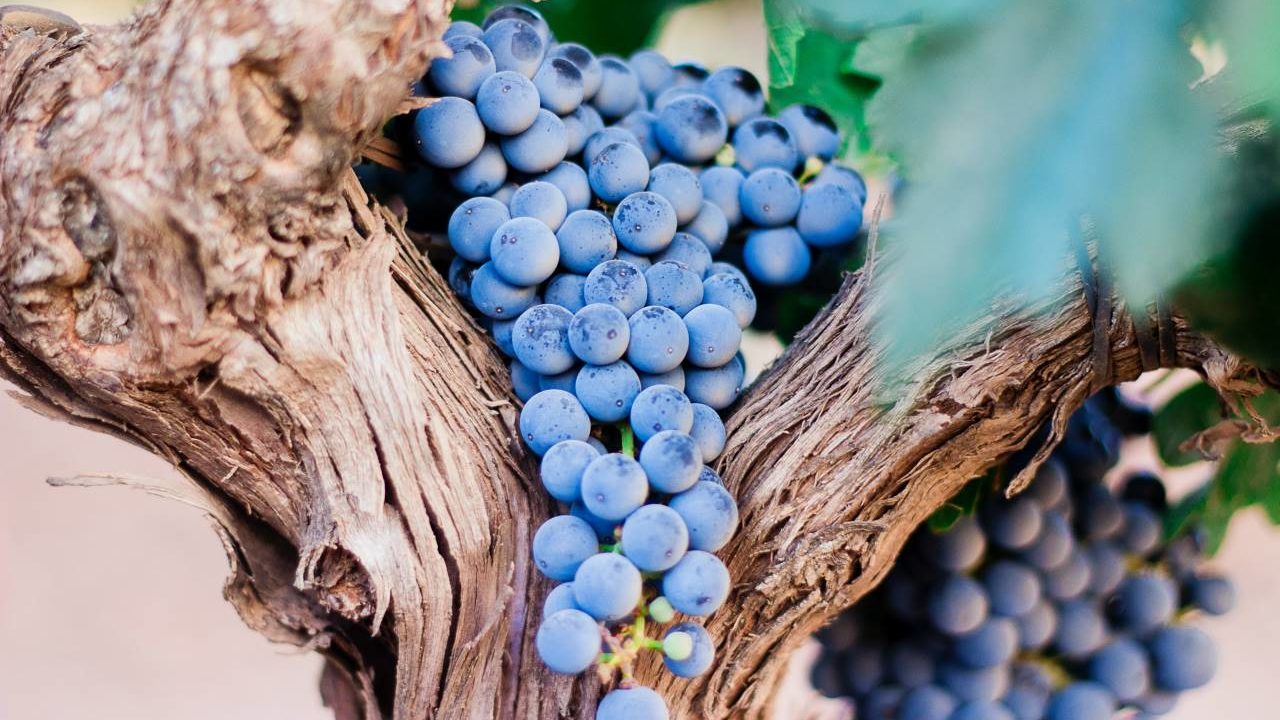 3 Pueblos Mágicos para los verdaderos amantes del vino