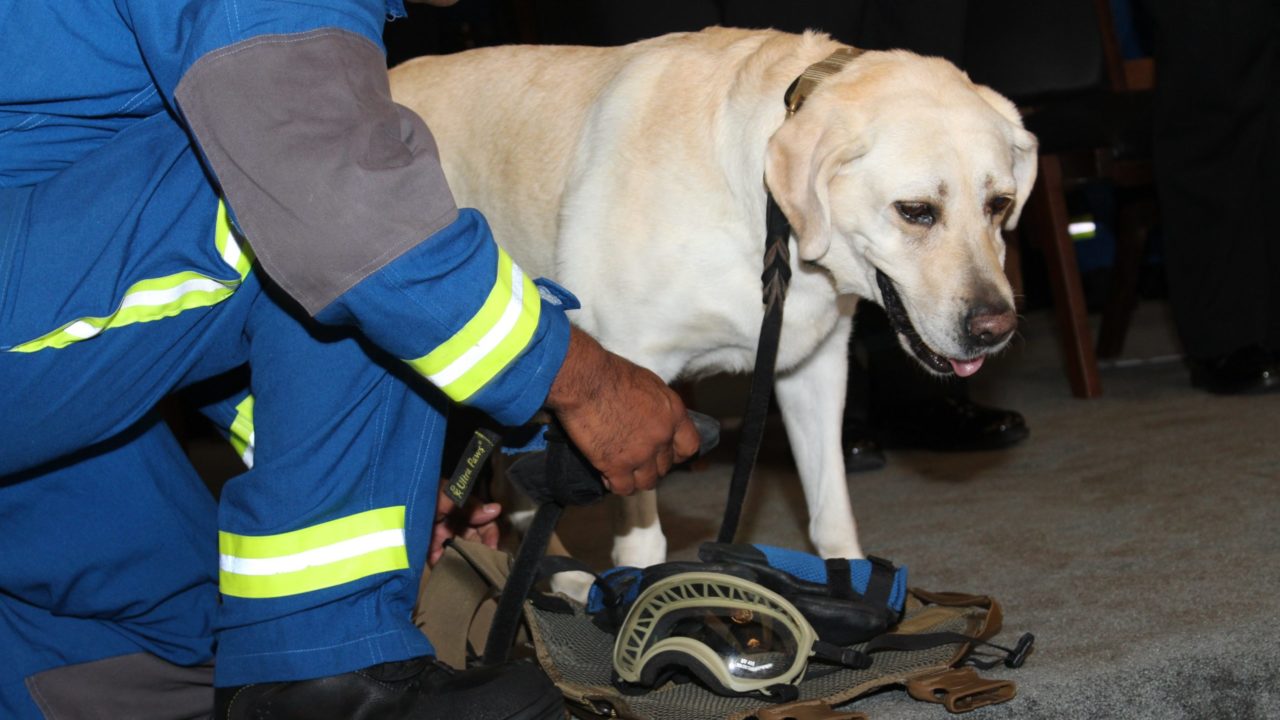 ‘Frida’, con problemas de salud típicos de una perrita de 13 años, dice Semar