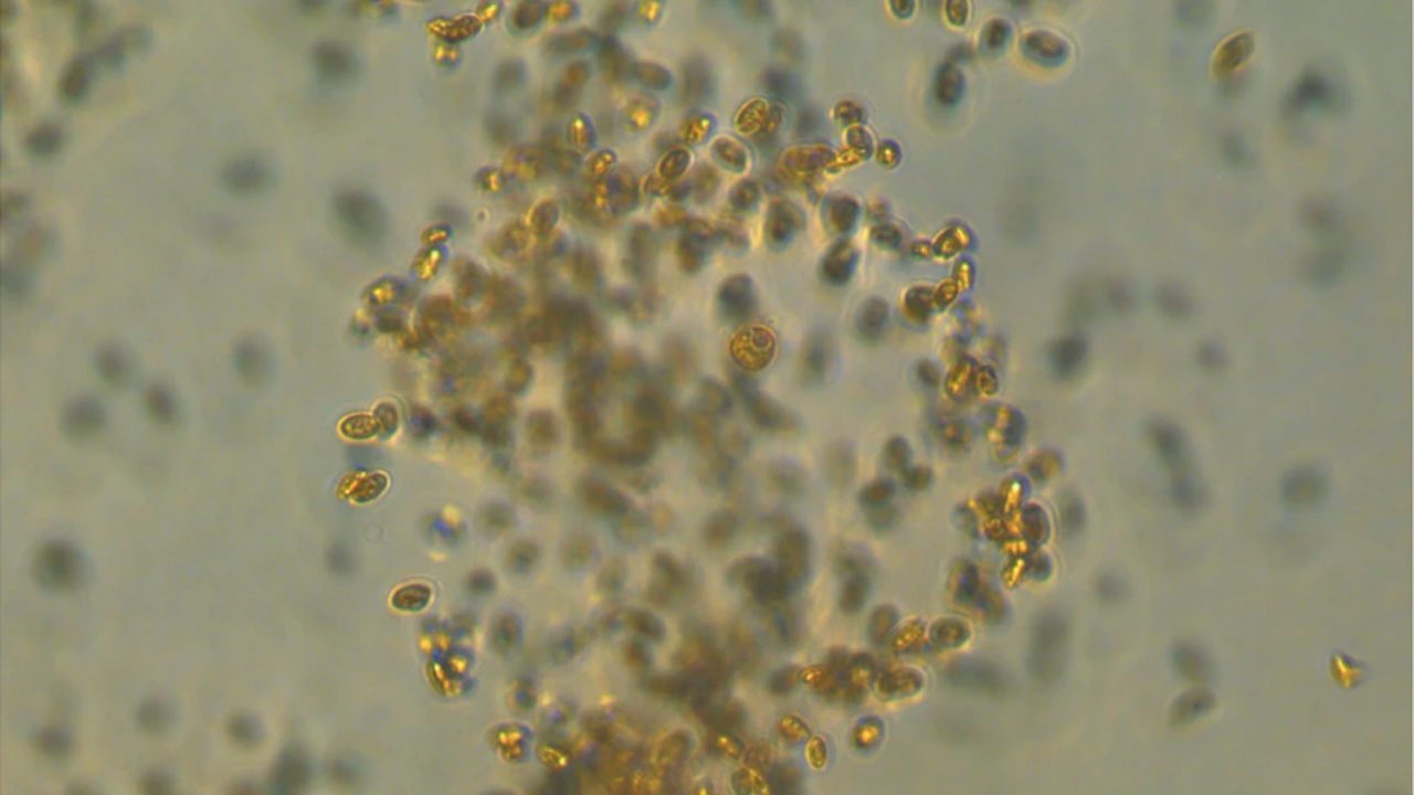 Descubren depredador microscópico marino que captura carbono