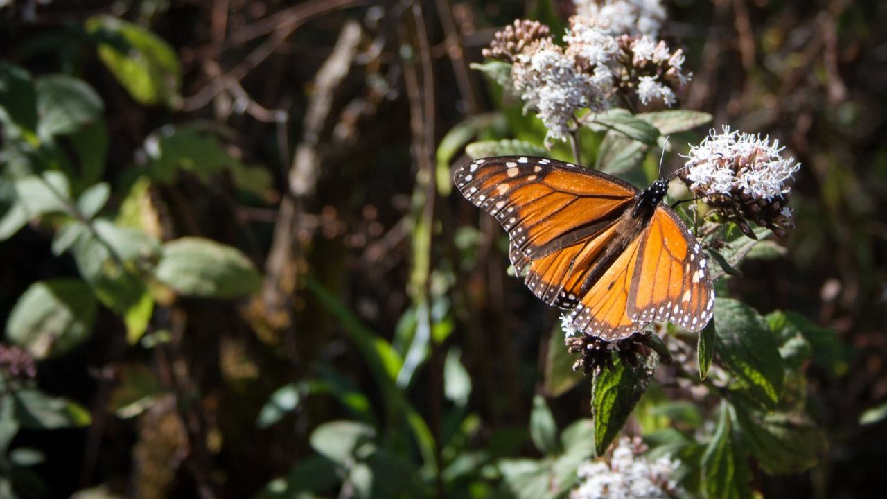 Superficie de la mariposa monarca se reduce 59% y estas son las causas