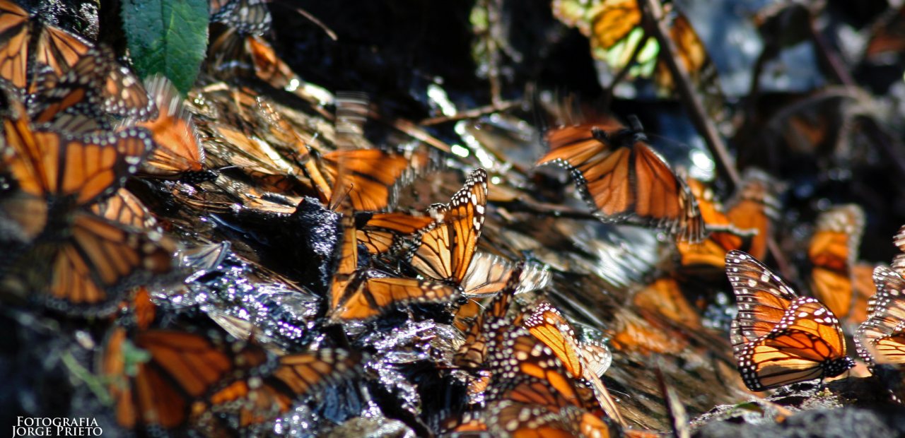 Descenso dramático en el conteo de mariposas monarca se acerca a mínimo histórico de 30 años