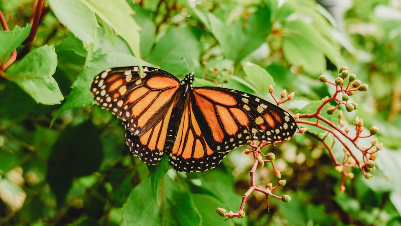 El misterioso regreso de las mariposas monarcas: 4,000 km desde Canadá hasta los Bosques de Michoacán