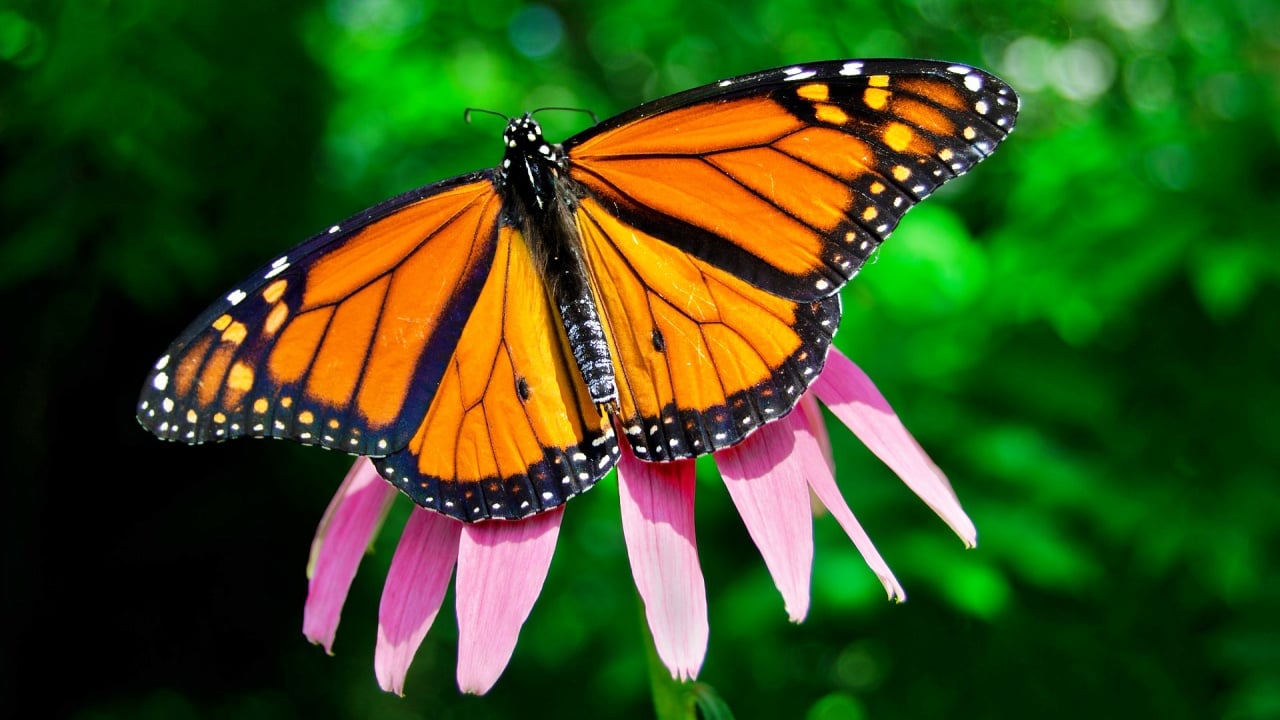 Mariposa Monarca: seis santuarios para presenciar este espectáculo natural