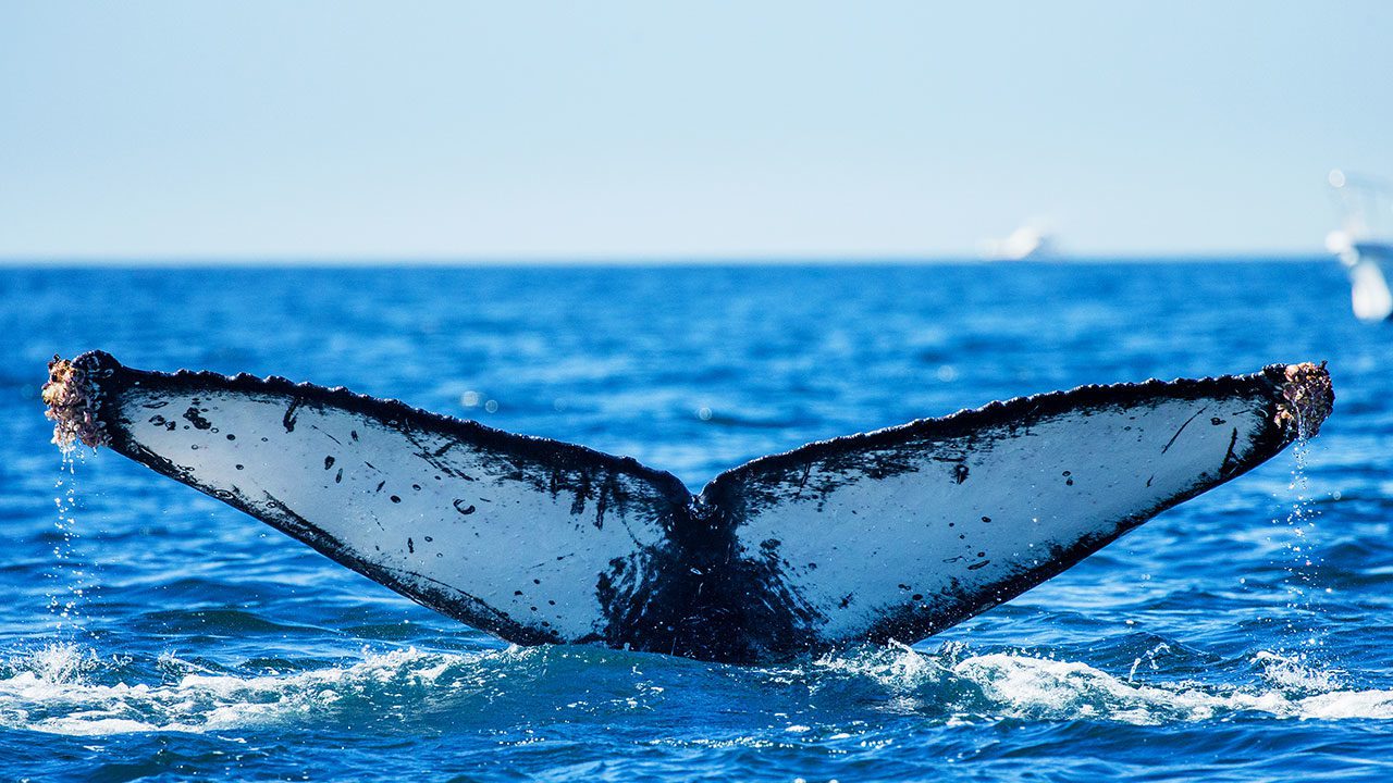 Inteligencia Artificial busca salvar las ballenas a lo largo de su ruta migratoria desde Chile