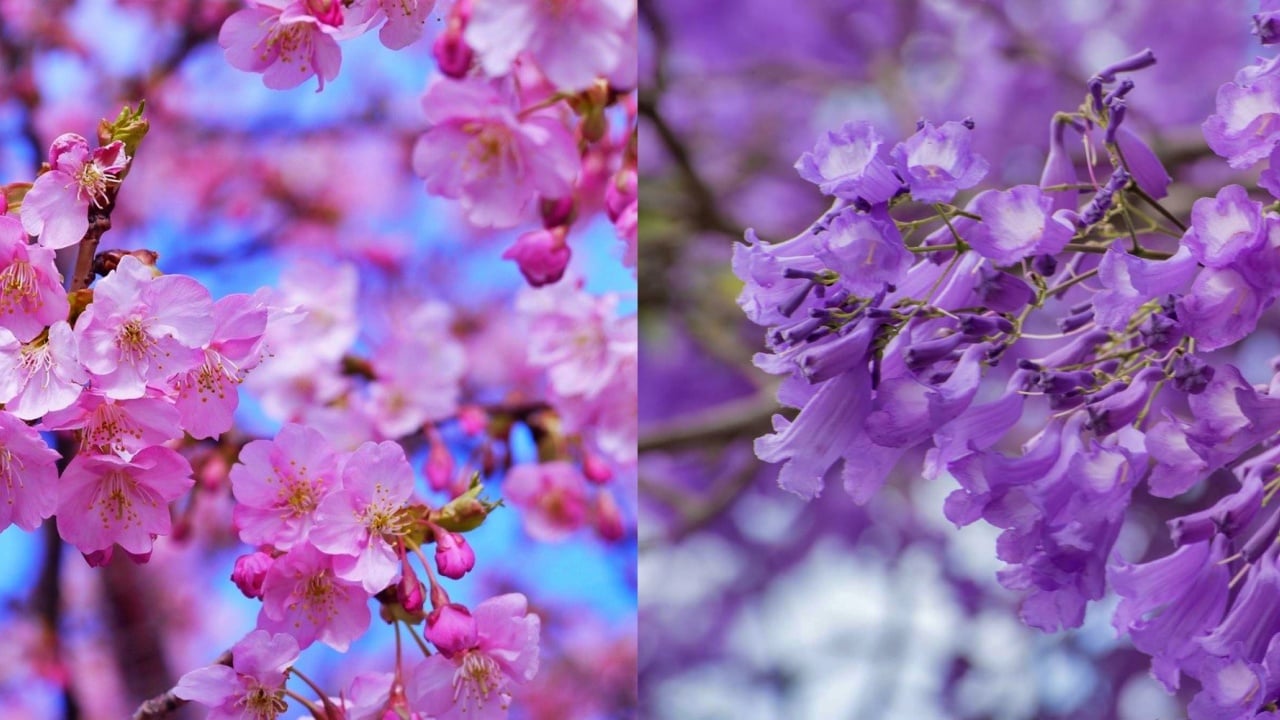 Sakura y jacarandas: ¿Dónde ver el espectáculo de primavera en México y Japón?