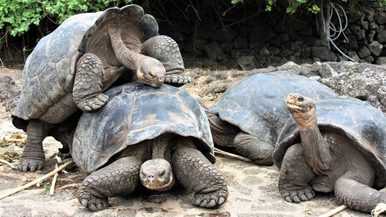 Tortugas gigantes de una isla en Galápagos pertenecen a nueva especie