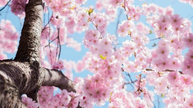 Sakura cerezo Japón