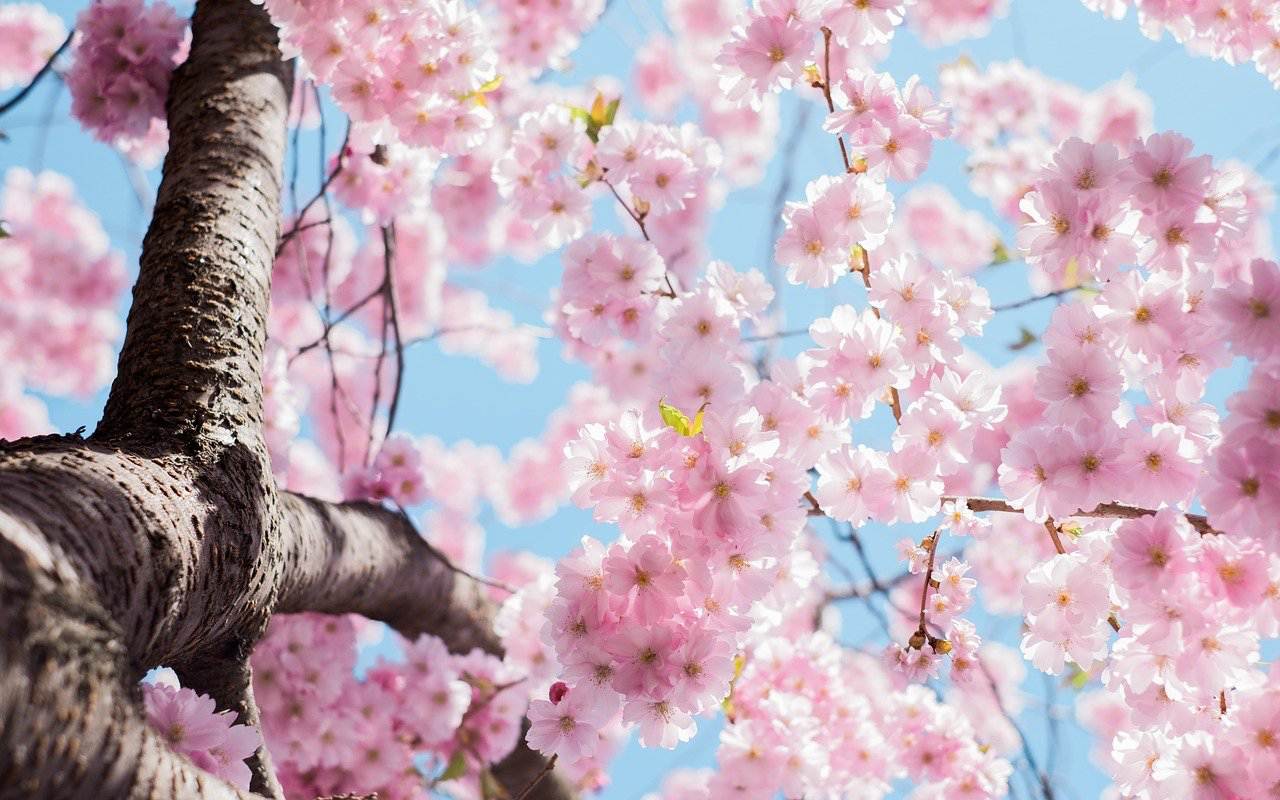 Por culpa del cambio climático los cerezos florecen anticipadamente en Japón