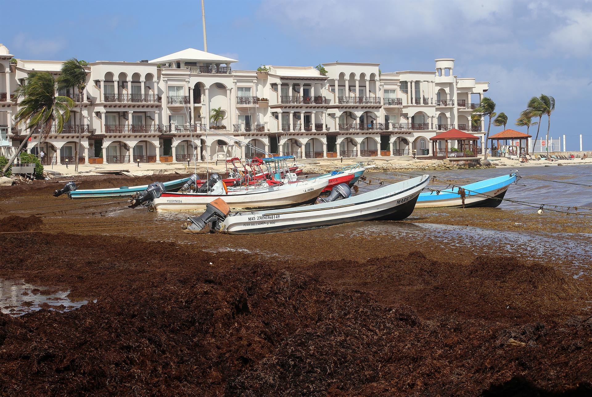Marina prevé una ‘alarmante’ llegada de sargazo a costas del Caribe