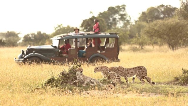 Guepardos en Safari Kenia