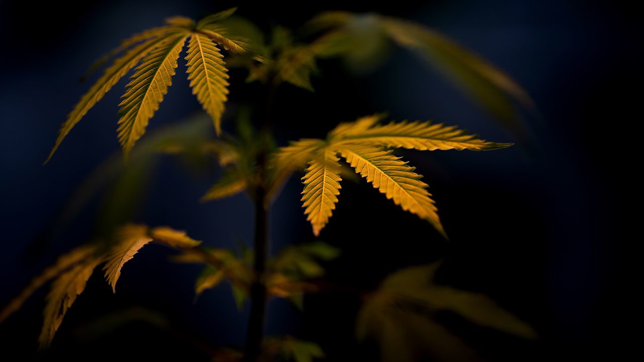 Fotogalería: 4:20, lo que debes saber del día mundial de la marihuana