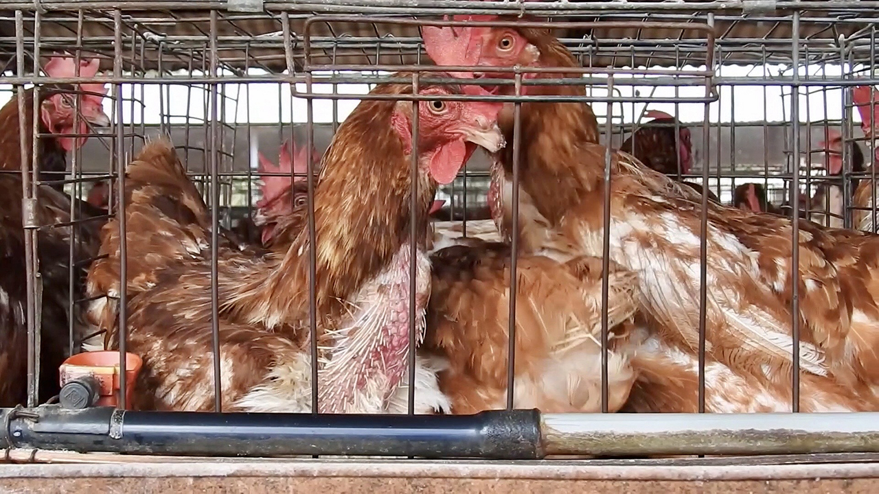 Esta iniciativa evalúa políticas de bienestar animal para gallinas en industria alimentaria
