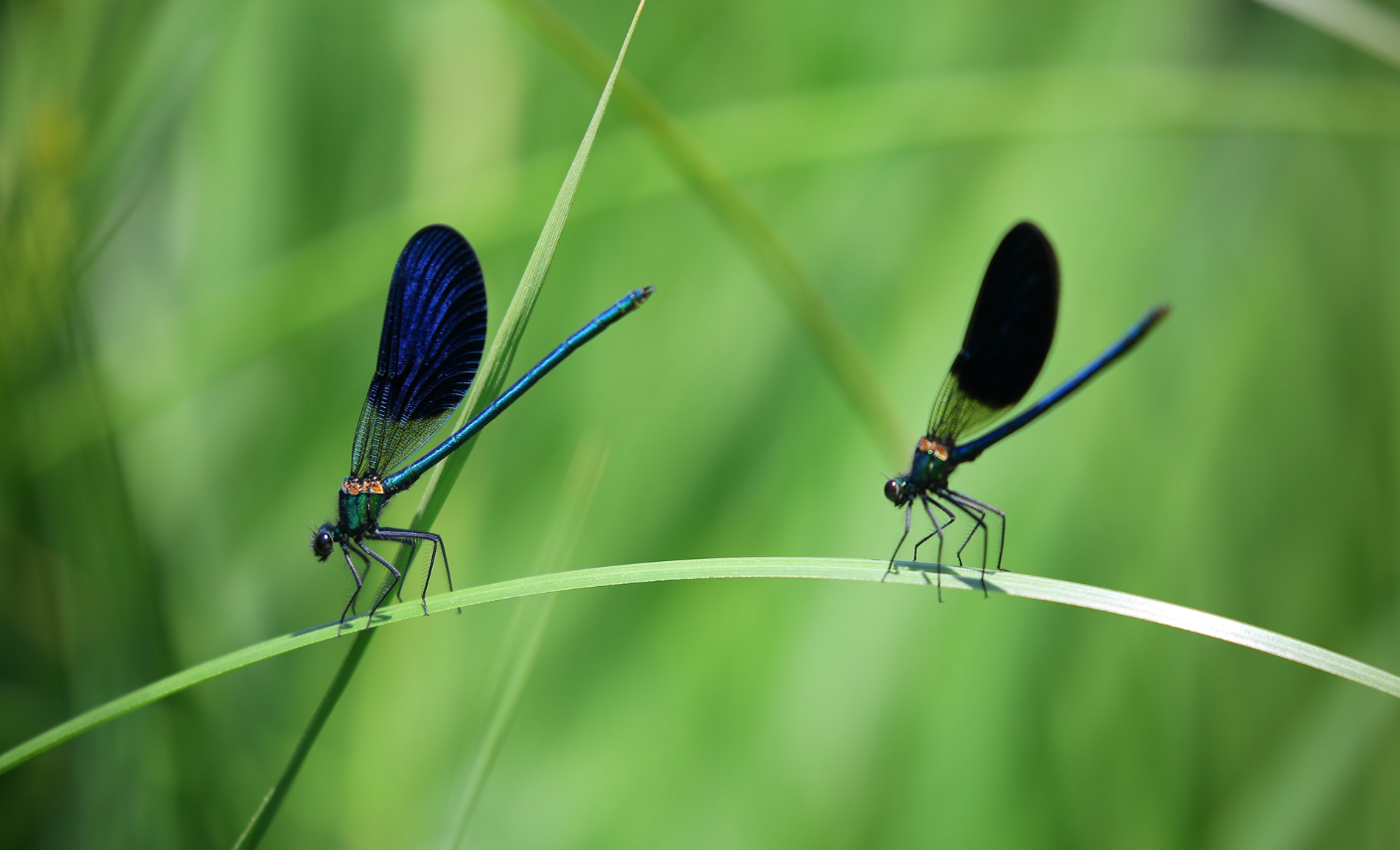 Revelan que insectos polinizadores aparecieron hace al menos 163 millones de años