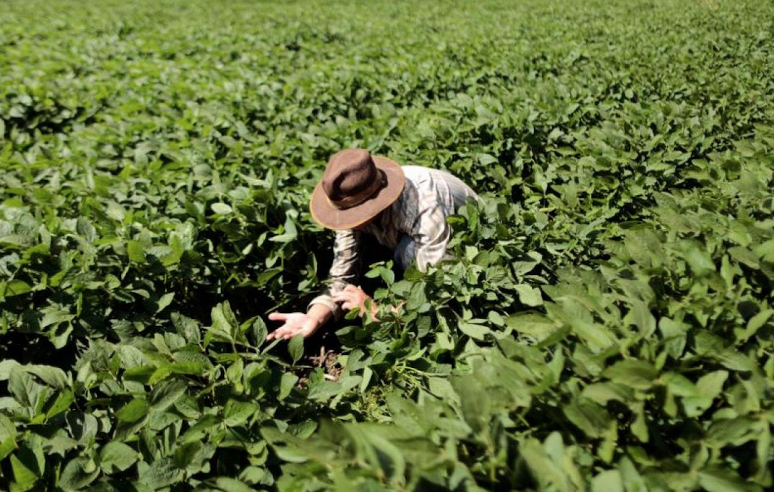 China aprueba soja tolerante a la sequía desarrollada por científicos argentinos