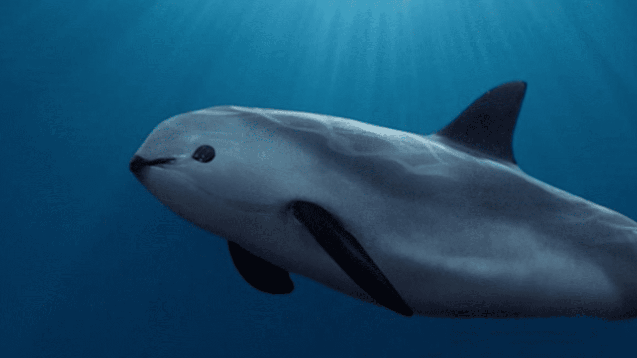 Semar y Sea Shepherd destacan década de protección a la vaquita marina