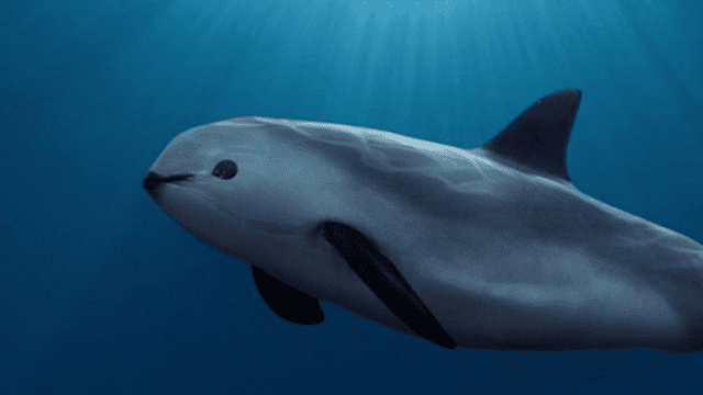 vaquita marina en extinción