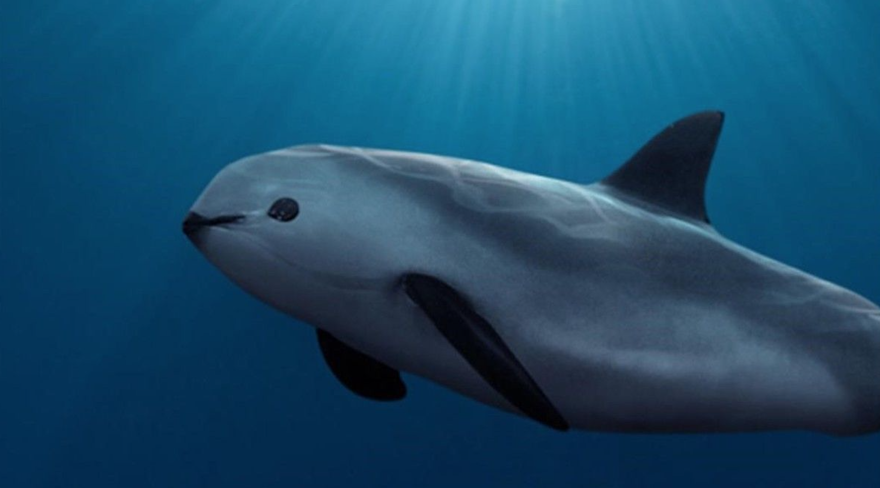 Semar Sea Sheperd vaquita marina en extinción