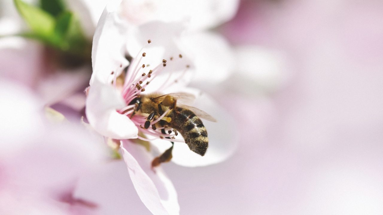 Revelan que los insectos aumentan la carga eléctrica atmosférica