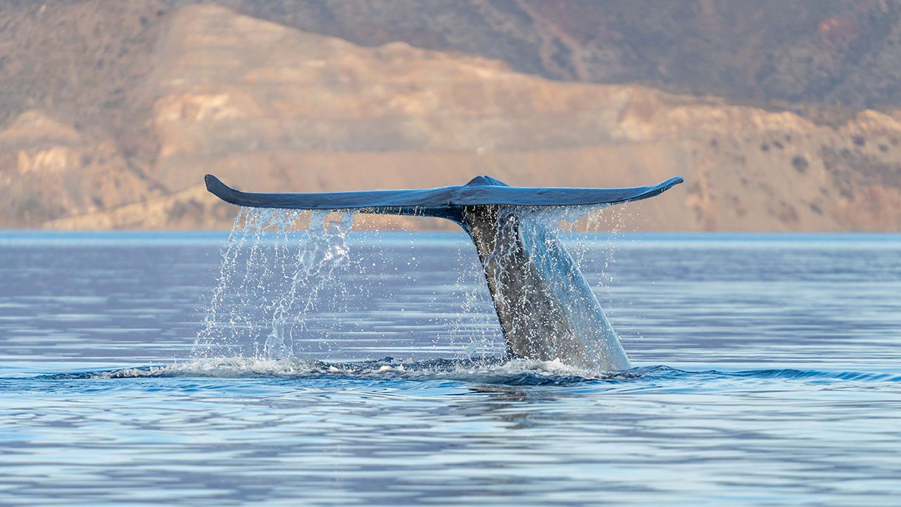 Con blockchain buscan que Mar de Cortés sea primera región descarbonizada