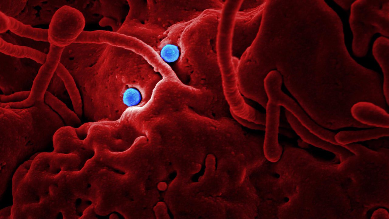 Hallan virus de murciélago similar al Covid: afectaría a humanos