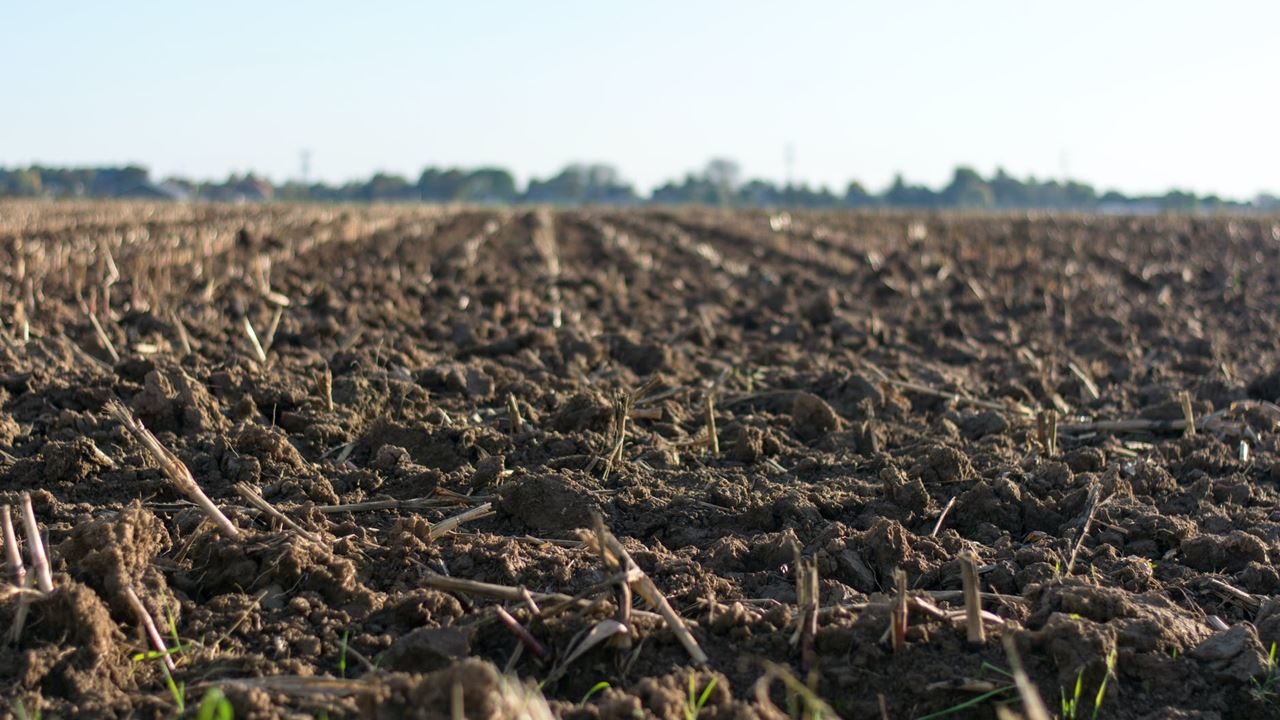 Importarán un millón de toneladas de sulfato de amonio para abaratar fertilizantes