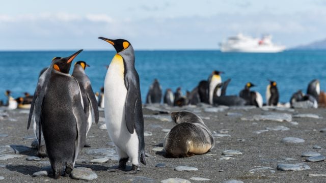 Pingüino emperador, en serio riesgo de extinción por cambio climático