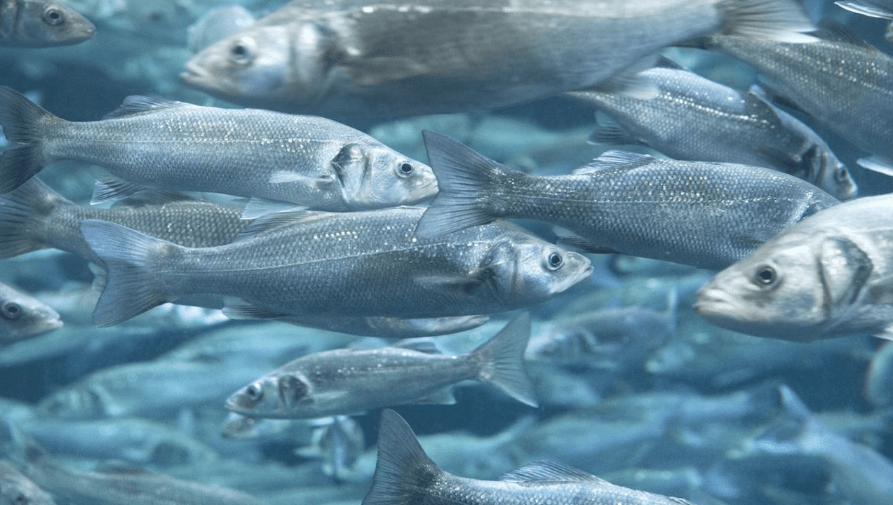 Parásito que afecta a peces de todo el mundo fue descubierto tras pasar desapercibido por años