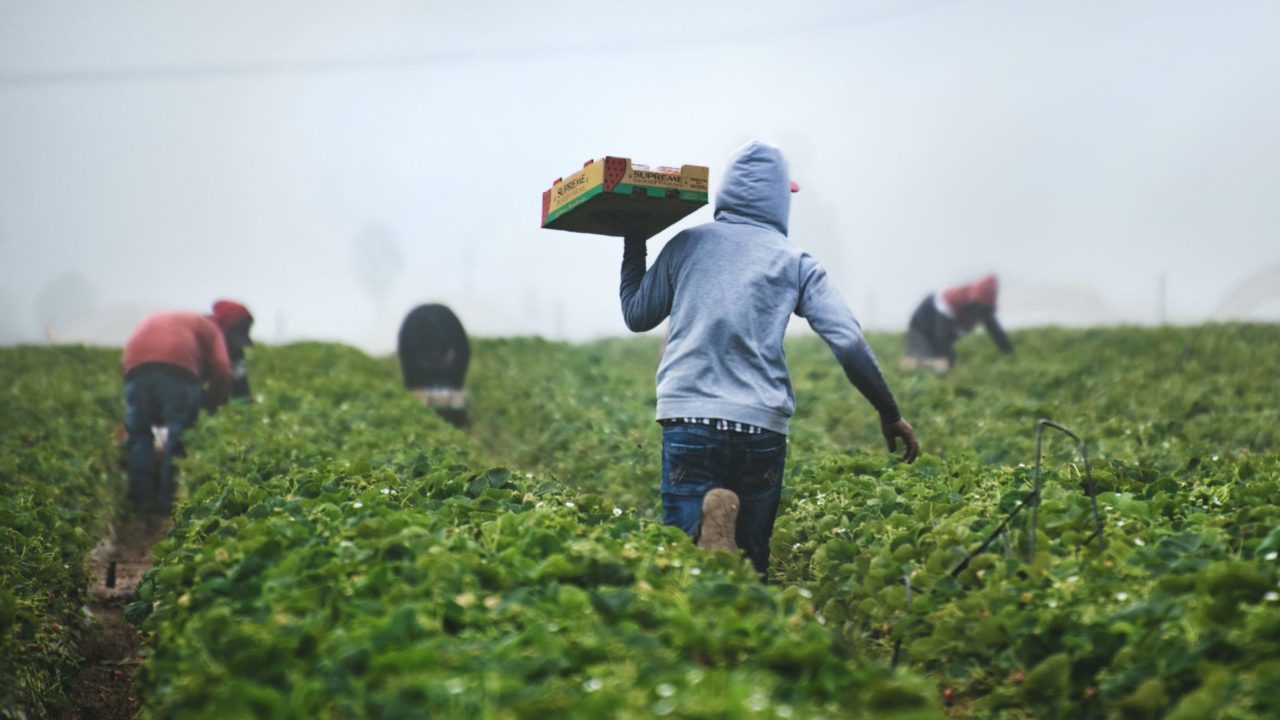 Visas temporales a migrantes resolverían falta de mano de obra en el campo: sector agropecuario
