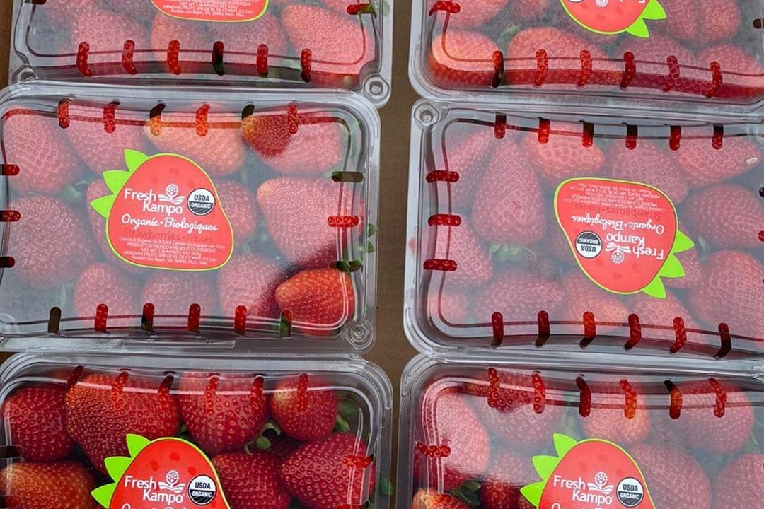 EU investiga brote de hepatitis A potencialmente ligado a fresas mexicanas