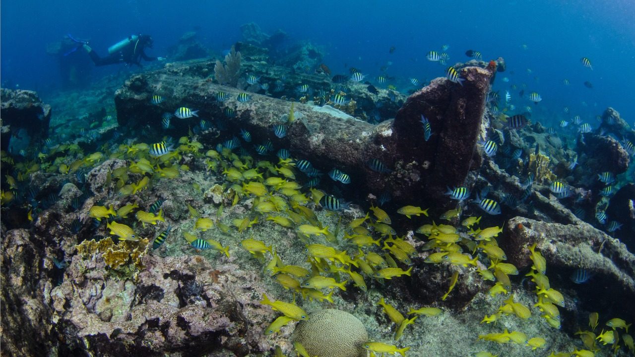 Con realidad virtual, crean conciencia sobre la importancia de los océanos