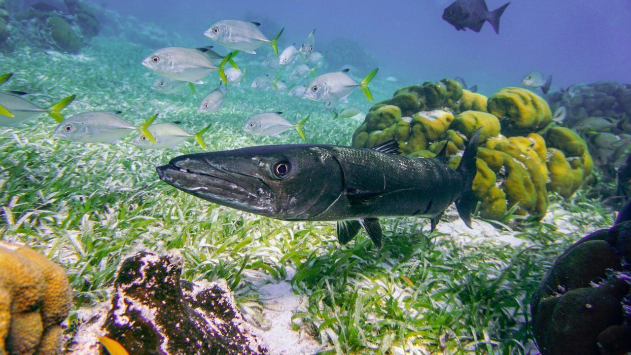 Estiman en 24 billones de dólares el valor del capital natural de los océanos