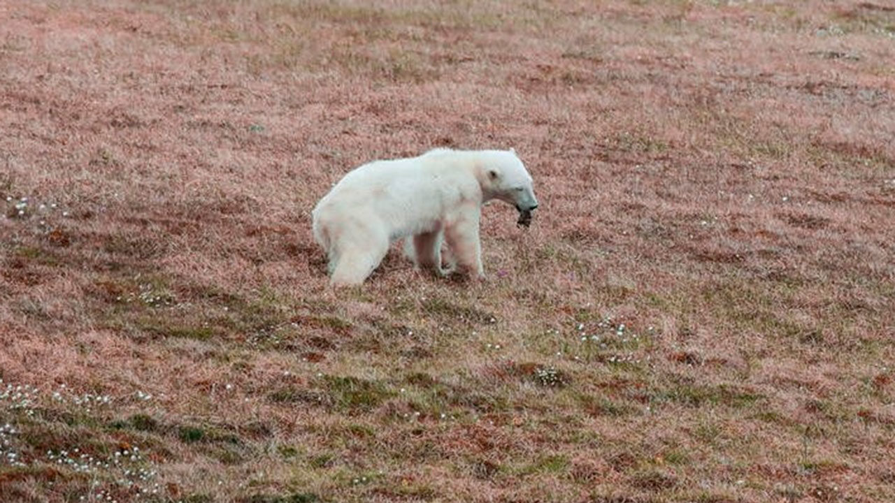 Un oso polar hembra con la lengua atascada en una lata