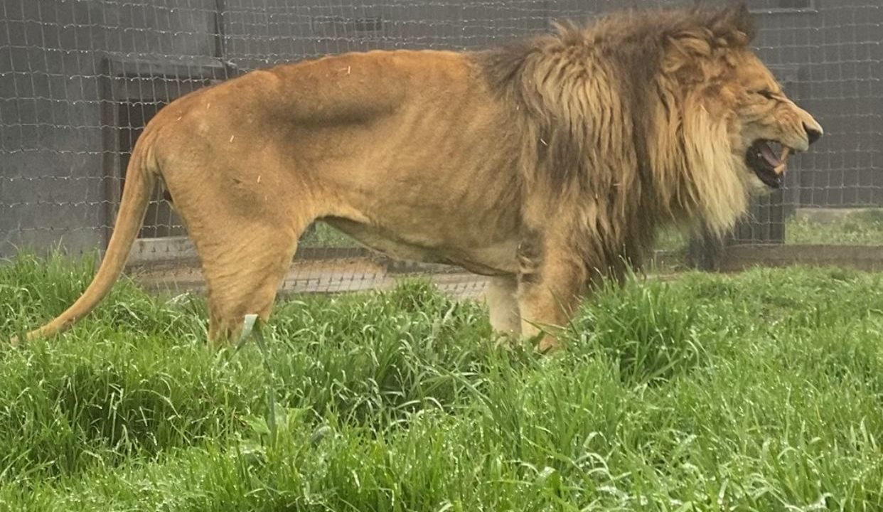 Denuncian por maltrato a Jaguar Negro Tigre Blanco; la fundación pide desbloqueo de sus cuentas