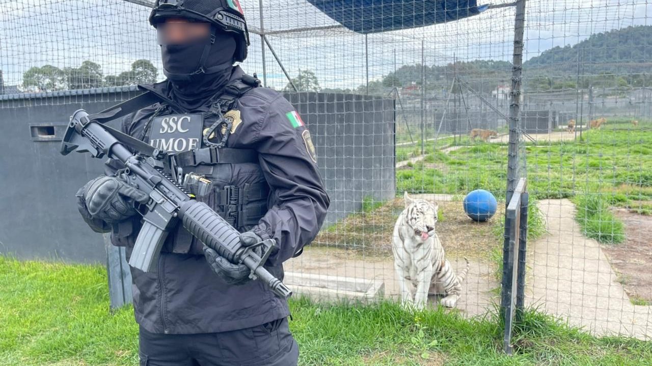 Dueño del Santuario Jaguar Negro y Tigre Blanco libra orden de aprehensión por tráfico de animales